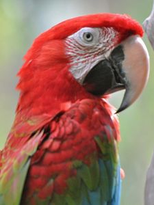 Preview wallpaper parrots, bird, beak, couple, bright