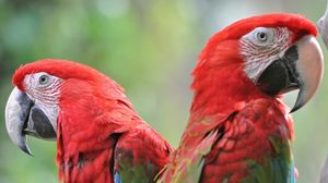 Preview wallpaper parrots, bird, beak, couple, bright