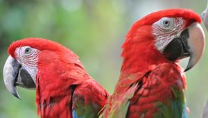 Preview wallpaper parrots, bird, beak, couple, bright