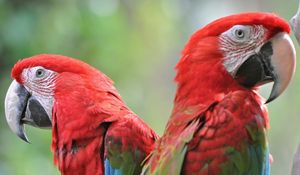 Preview wallpaper parrots, bird, beak, couple, bright