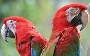 Preview wallpaper parrots, bird, beak, couple, bright