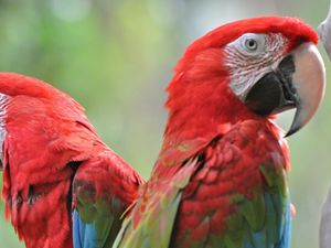 Preview wallpaper parrots, bird, beak, couple, bright