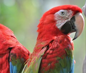 Preview wallpaper parrots, bird, beak, couple, bright