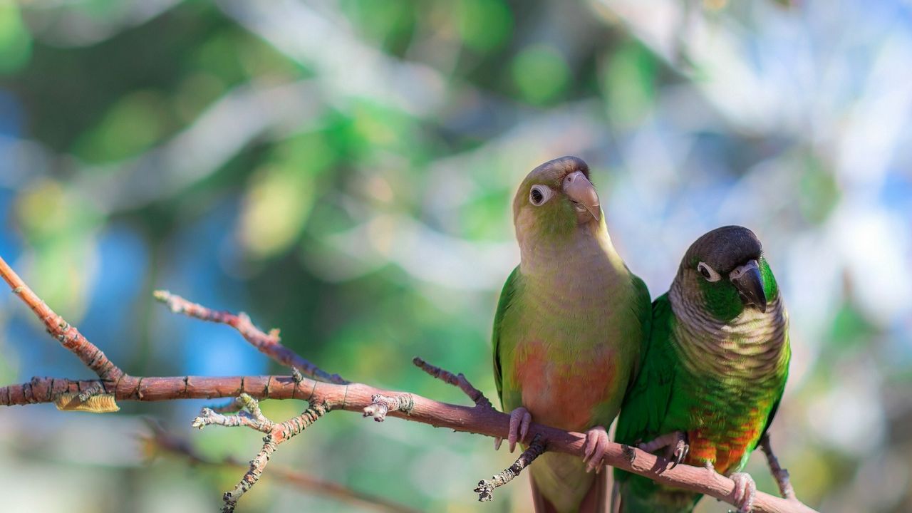 Wallpaper parrots, bird, branch, sit