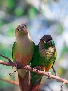 Preview wallpaper parrots, bird, branch, sit