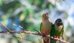 Preview wallpaper parrots, bird, branch, sit