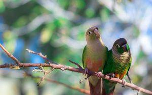 Preview wallpaper parrots, bird, branch, sit