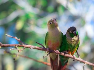 Preview wallpaper parrots, bird, branch, sit