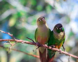 Preview wallpaper parrots, bird, branch, sit