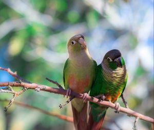 Preview wallpaper parrots, bird, branch, sit