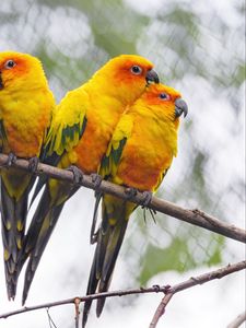 Preview wallpaper parrots, birds, branch, bright