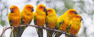 Preview wallpaper parrots, birds, branch, bright