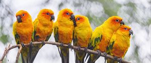 Preview wallpaper parrots, birds, branch, bright