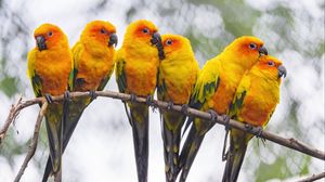 Preview wallpaper parrots, birds, branch, bright