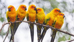 Preview wallpaper parrots, birds, branch, bright