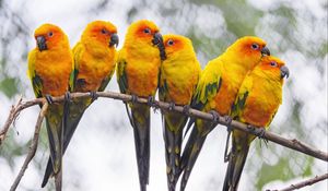Preview wallpaper parrots, birds, branch, bright
