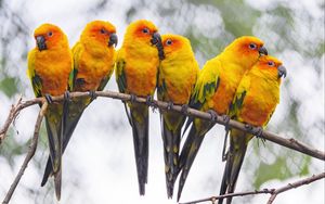 Preview wallpaper parrots, birds, branch, bright