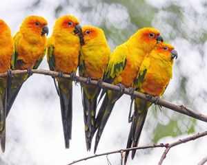 Preview wallpaper parrots, birds, branch, bright