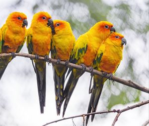 Preview wallpaper parrots, birds, branch, bright