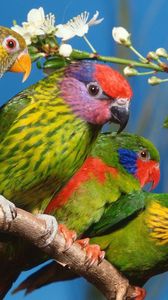 Preview wallpaper parrots, birds, branch, colorful