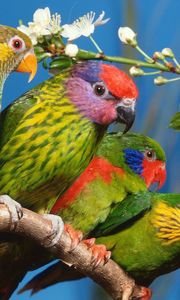 Preview wallpaper parrots, birds, branch, colorful