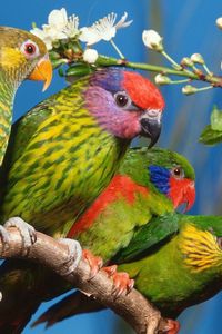 Preview wallpaper parrots, birds, branch, colorful