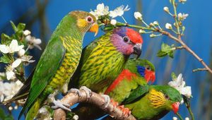 Preview wallpaper parrots, birds, branch, colorful