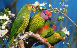 Preview wallpaper parrots, birds, branch, colorful