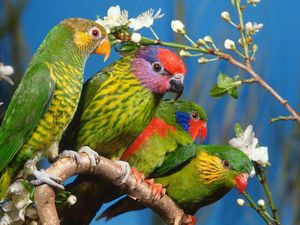 Preview wallpaper parrots, birds, branch, colorful