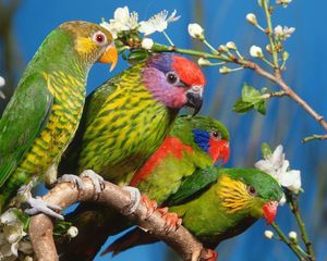 Preview wallpaper parrots, birds, branch, colorful