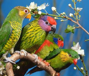 Preview wallpaper parrots, birds, branch, colorful