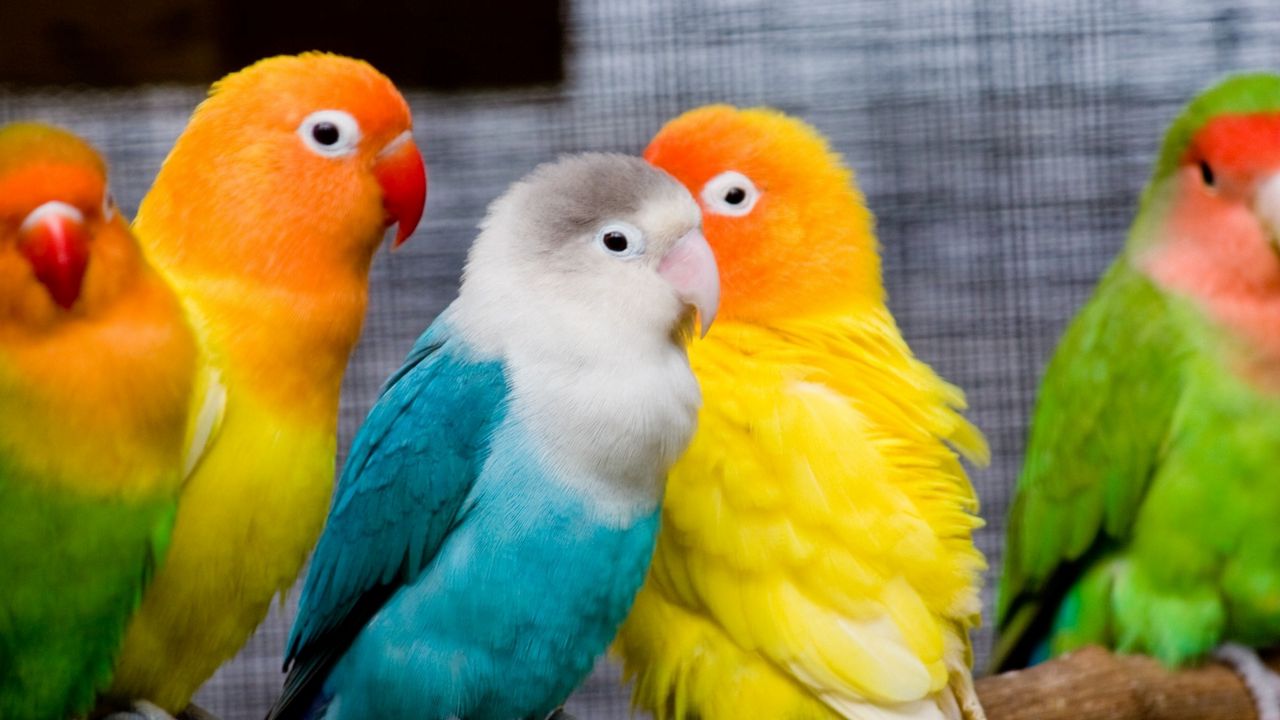 Wallpaper parrots, birds, branch, sit, colorful