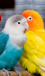 Preview wallpaper parrots, birds, branch, sit, colorful