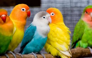 Preview wallpaper parrots, birds, branch, sit, colorful
