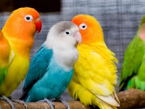 Preview wallpaper parrots, birds, branch, sit, colorful