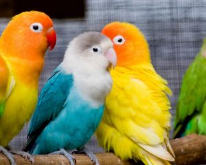 Preview wallpaper parrots, birds, branch, sit, colorful