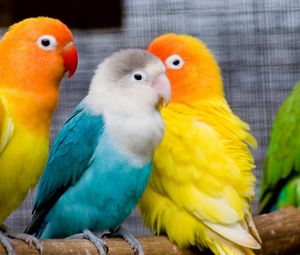 Preview wallpaper parrots, birds, branch, sit, colorful