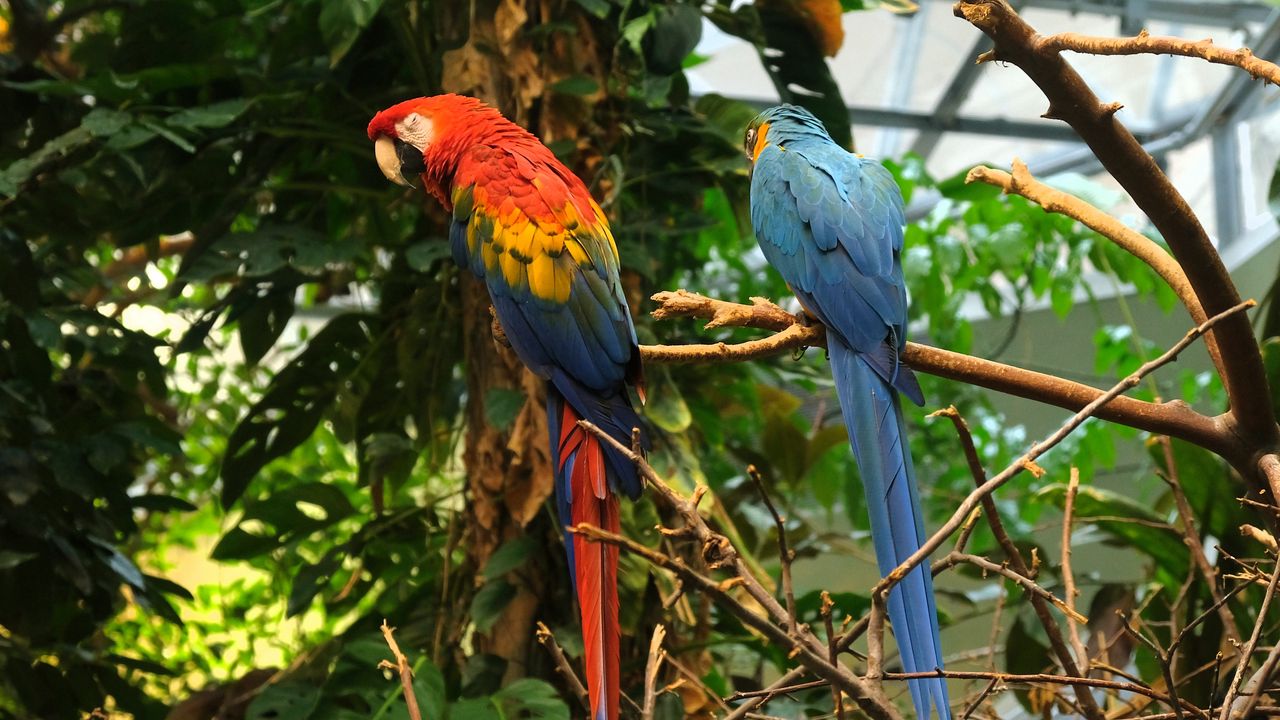 Wallpaper parrots, birds, branches, leaves, trees