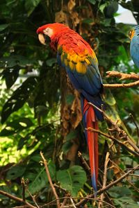Preview wallpaper parrots, birds, branches, leaves, trees