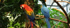 Preview wallpaper parrots, birds, branches, leaves, trees