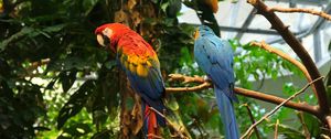 Preview wallpaper parrots, birds, branches, leaves, trees