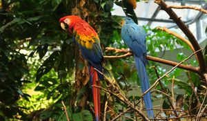 Preview wallpaper parrots, birds, branches, leaves, trees