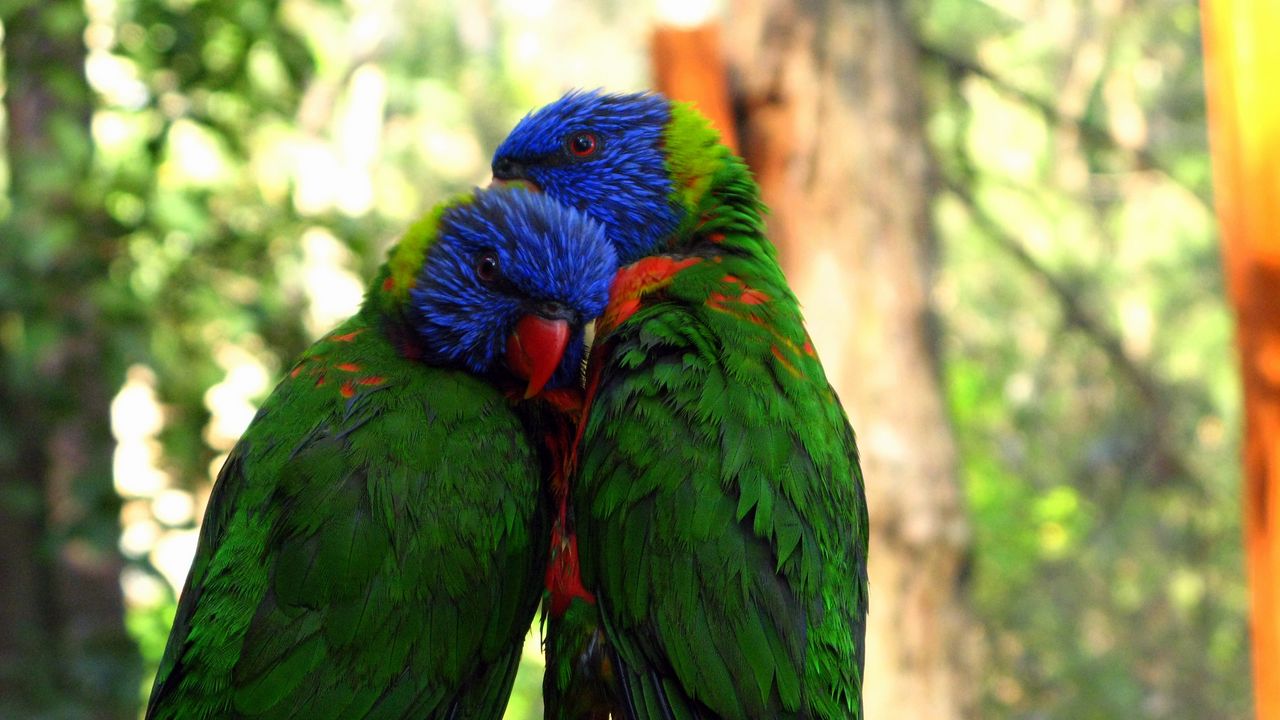 Wallpaper parrots, birds, couple, tenderness