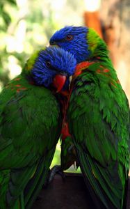 Preview wallpaper parrots, birds, couple, tenderness