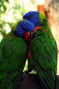 Preview wallpaper parrots, birds, couple, tenderness