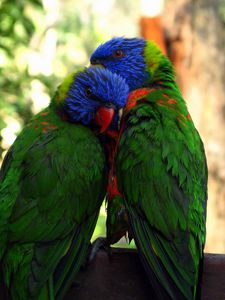 Preview wallpaper parrots, birds, couple, tenderness