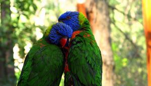 Preview wallpaper parrots, birds, couple, tenderness