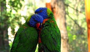 Preview wallpaper parrots, birds, couple, tenderness