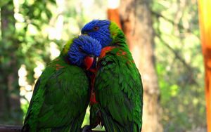 Preview wallpaper parrots, birds, couple, tenderness
