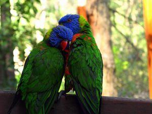 Preview wallpaper parrots, birds, couple, tenderness